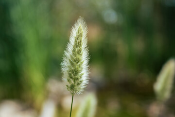 close up of grass