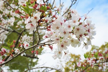 公園に咲く白く可憐な桜の花と青い空と雲