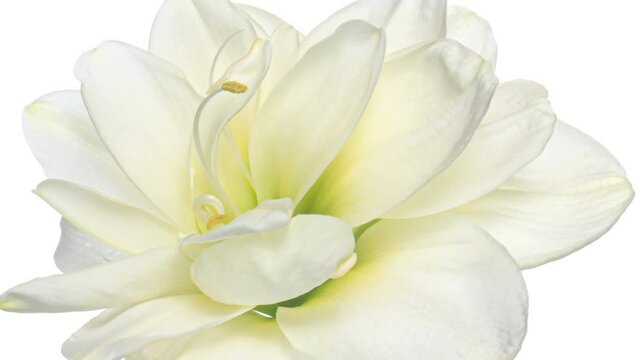 Macro timelapse opening white Amaryllis Hippeastrum flower, Christmas flower on white background. Wedding, Valentines Day, Mothers Day concept. Holiday, love, birthday design backdrop