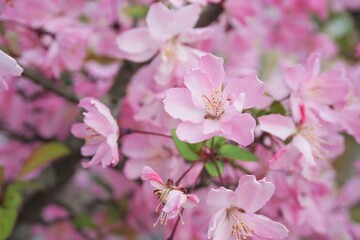 密集したピンクの桜の花