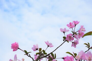 公園に咲くピンク色の可憐な桜の花と青い空と雲