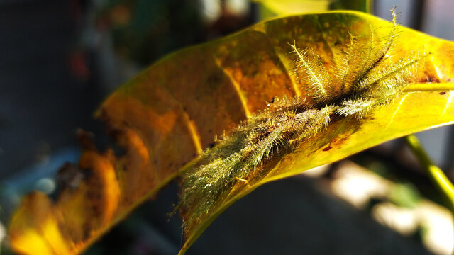 Caterpillar Euthalia aconthea gurda on a Mango Leaf