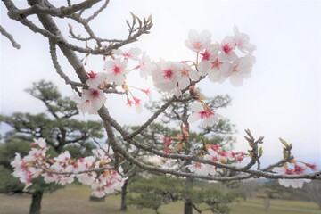 白く綺麗な桜の花のある庭園