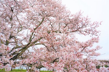 豪快な日本の満開の桜