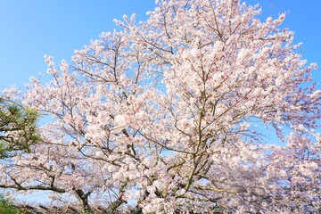 豪快な日本の満開の桜