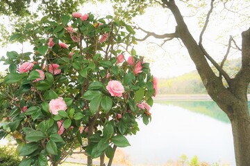 Fototapeta na wymiar 公園のピンクの椿のある風景から湖を見渡して