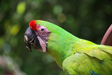close up of a parrot