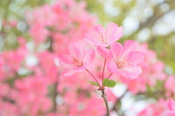 公園に咲くピンク色の桜の花