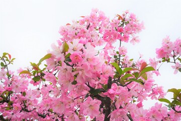 公園に咲くピンク色の桜の花