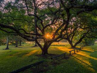 Late Afternoon Parkland with Golden Sunlight