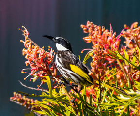 White-cheeked Honeyeater
Phylidonyris niger
Meliphagidae