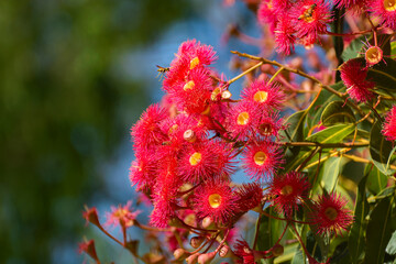 Red blossoms of the Australian native flowering gum tree Corymbia ficifolia Wildfire variety,...
