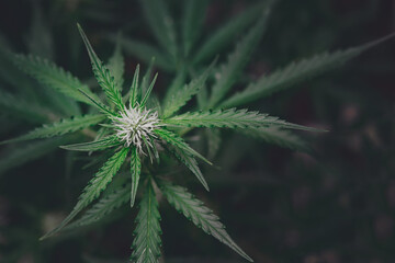 Blooming Marijuana plant with early white Flowers, cannabis sativa leaves, marihuana, SoG hemp cultivation technique. Growing pot in groutent. Vegetative stage of marijuana growth.