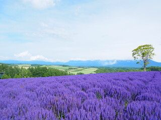 Fototapeta na wymiar 北海道の絶景 美瑛 四季彩の丘のブルーサルビア畑