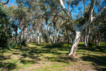 Gum tree grove #2