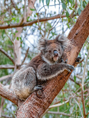 Cute Koala on eucalyptus tree  Australia