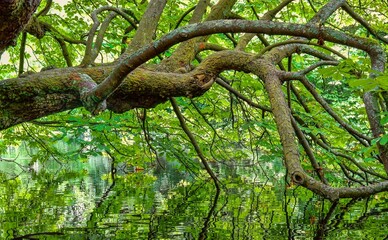 tree in the woods