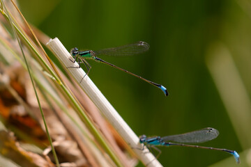 Libelle	
