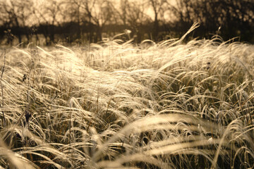 Close-up blooming feather grass in golden sunlight. Natural background.