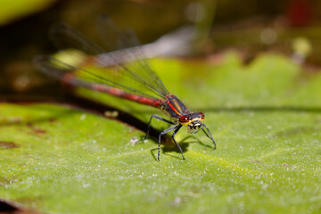 Libelle	
