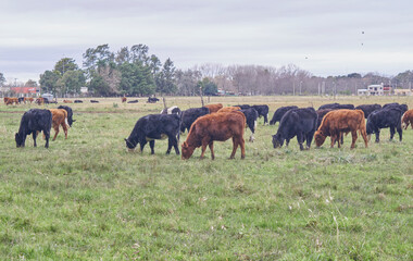 Rebaño de vacas pastando