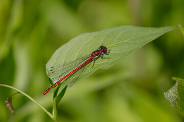 Libelle	
