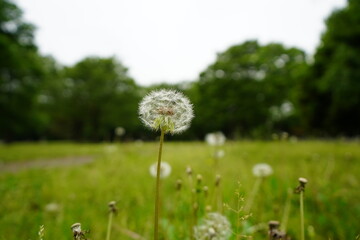 一本でも美しいこの凛々しい感じ