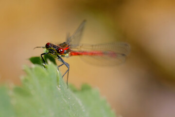 Libelle	
