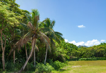 Obraz premium Tropical Isle of Pines New Caledonia.