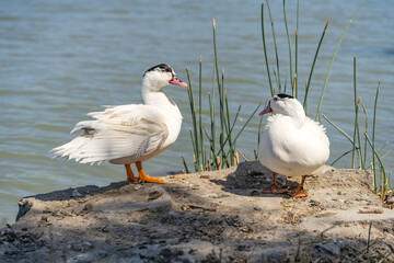 Naklejka na ściany i meble Two white Mulard ducks stand by the Lake Elizabeth, Fremont Central Park