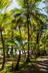 Tropical  Isle of Pines  New Caledonia.