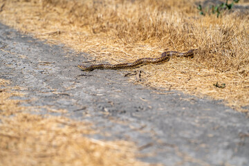 Pacific gopher snake (Pituophis catenifer catenifer) crawls out of dry grass.