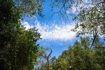 Obraz premium clouds in the sky