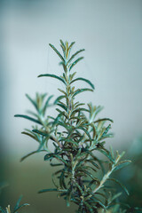 small plants in a garden