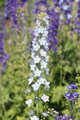 Obraz premium Delphinium In Bloom, Fort Edmonton Park, Edmonton, Alberta