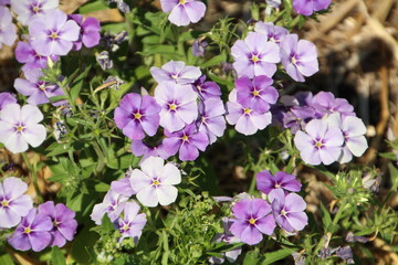 Light Purple Flowers, Fort Edmonton Park, Edmonton, Alberta