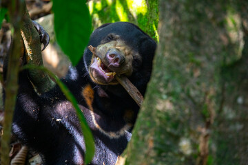 Malaysia, conservation animals, foraging, Malay bear