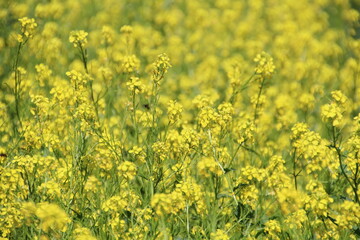 Obraz premium Canola In Bloom, Fort Edmonton Park, Edmonton, Alberta