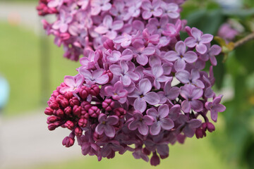 purple lilacs