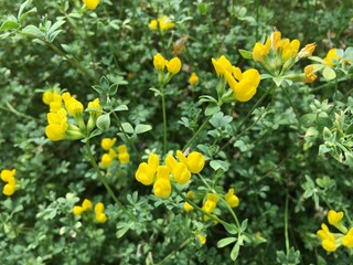 Flowers and plants in greenhouses or in a tropical house in Botanical Garden Saint Gall (Blumen und Pflanzen in den Gewächshäusern des Botanischen Gartens Sankt Gallen), St. Gallen - Switzerland