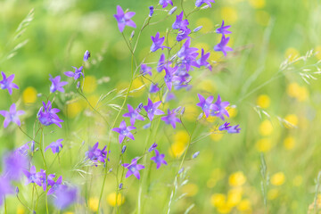 Fototapeta na wymiar meadow with flowers