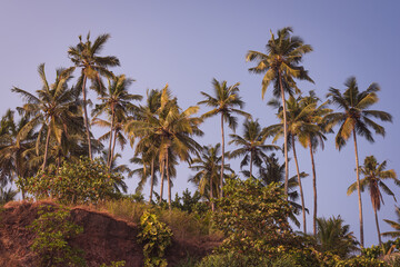 Coconut trees growng on a cliff. The coastline of Varkala, Kerala, India.