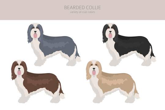 Bearded collie clipart. Different coat colors and poses set