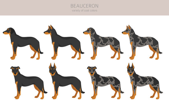 Beauceron clipart. Different coat colors and poses set