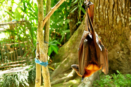 Names In Bali Island As Kalong,or The Giant Flying Fox Hanging On The Tree