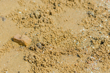 Small sand crab coming out of hole in sandy beach near brown rock.