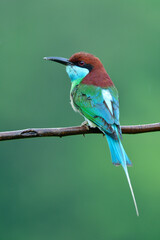 beautiful blue to green with red head and long pin tail in rainny season in Thailand, blue-throated bee-eater