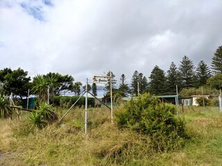 Overgrown garden 