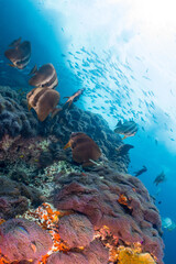 Longfin batfish (platax teira) swimming at Sail rock, The gulf of Thailand