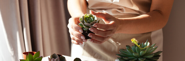 Young girl is planting green echeveria succulent. Concept of home gardening, house plants, hobby, leisure. DIY garden, handmade natural gift. White background, close up banner